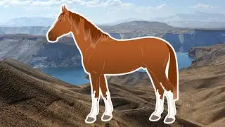 Races de chevaux - Le Waziri, un cheval similaire au Baloutche, issu de l'Afghan et de l'Arabe