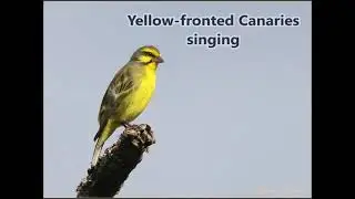 A flock of Yellow-fronted Canaries singing