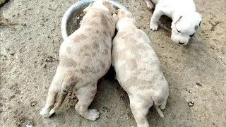 Free American Bully Merle Puppy Lalic Colour