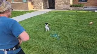 Insta360 Flow 2 Gimbal with Google Pixel 8 Android Dog Scent Work Training Kaz