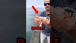 Top 3 Transparent Sea Creatures You&rsquo;ve Never Seen Before🫥🤯 #shortsviral #shorts