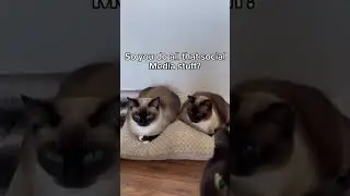 Cat Social Media Influencers #cats #mycatchannel #funny #ytshorts #shorts #new #newvideo