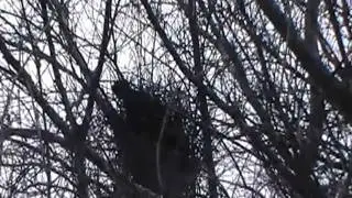Rook nest building