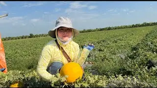 Giải cứu dưa hấu Vĩnh long 40ha không ai mua