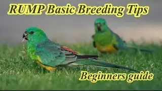 Red Opline Rump Parakeet | red opline rump pair | red opline rump breeding | Basic tips