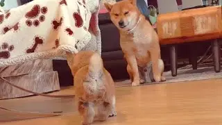 AMGERY daddo - Ep 02 (the return) / Shiba Inu