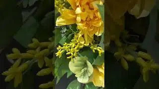 Custom yellow dahlia wreath for the spring and summer season! #wreathmaker #wreath #springwreath