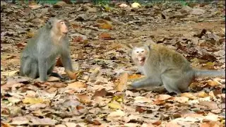 Hurt by attack ! Monkey Duchess got shocked and extremely cries because Daro attack her ,