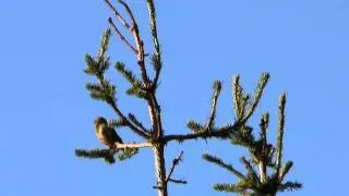 Kreuzschnabel Naturgesang