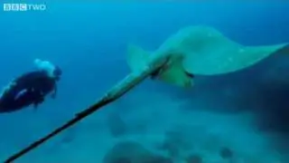 Rare Footage of Stingray - Natural World: Andrea Queen of Mantas - Preview - BBC