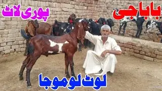sasta baba mashallah bahut khubsurat janwar 03142836101 call Manoj Singh kimat Zafar Bakra TV
