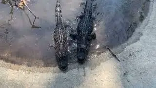 Beginning target training with alligators
