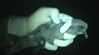 Leach's Petrel Whitburn