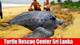 Thing You Never Knew About Sea Turtles | Kosgoda Sea Turtle Conservation Project