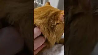 Peach's morning strokes #funnyvideo #humorukrayina #cat