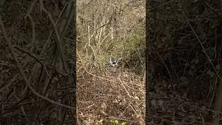 Леви играет в своем сарае 😼