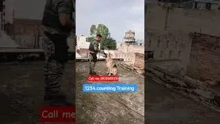 k9 army dog trainer 🐕 all india home delivery delivery 🚚 ok #dogster #pets #forsale