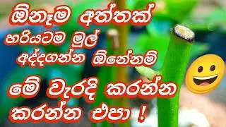 සාර්ථකව   🌷  අතු  පැල  කීරිමේ     👍  ඔබ  නොදන්නා    රහස්  !