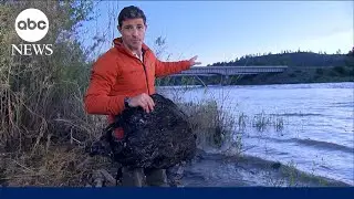 Asphalt washes up on banks of Yellowstone River after train derailment l GMA