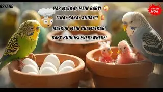Promise Day 2# Kitne Ande? Kitne Bacche? Budgies Colony Update 🔥