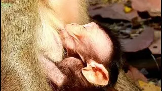 Newborn baby David get milk until wrinkle chheks| Good mom Diamon give sweet milk enough for David.