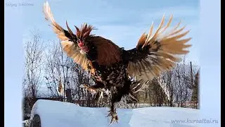 Altai #bantam and Pavlovskie #chickens   Павловская Золотистая и Алтайская Бентамка  #Куры Январь