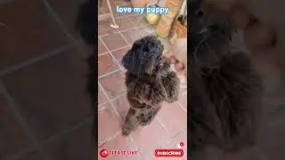 #cute#smartpuppy #cuteanimal