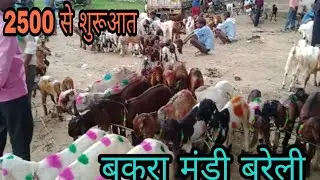 Bareilly UP goat market