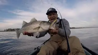Отличная приманка для ловли полосатого окуня в соленой воде.
