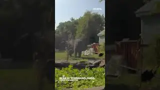 Bear spotted in Townsend, Massachusetts