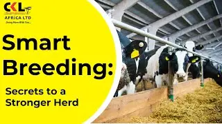 Smart Breeding: Secrets to a Stronger Herd