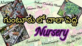 గుంటూరు లో చాలా పెద్ద Nursery | గుంటూరు ఇన్నర్ రింగ్ రోడ్ లో Nursery ని చూస్తారా | Guntur | Nursery