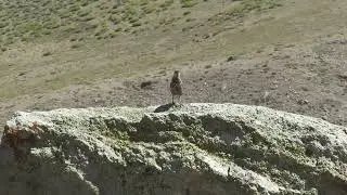 Turca (Pteroptochos megapodius)
