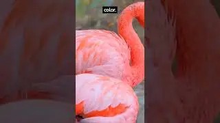 flamingos are not born pink their secret revealed