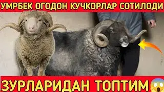 КЎЧКОРЛАР СОТИЛАДИ ЗЎРЛАРИДАН ЧЕМПИЎН БОГОТ ТУМАНИ!!!КОБУЛОВ