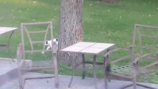 Skunk vs. 🐈