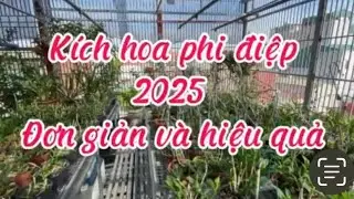 Kích hoa phi điệp 2025 đơn giản và hiệu quả zalo 0989642314