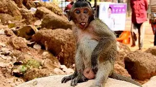 Adorable Baby Monkey Timo Very Quiet One & Full Play.