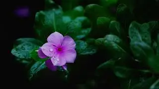 The Cancer Fighting Flower |Catharanthus Roseus Plant | Flower Background#flower #naturenaturessoul