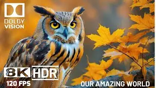 Unique Animal Collection   8K 60 fps Ultra HD Уникальная коллекция животных &mdash; 8K  Ultra HD