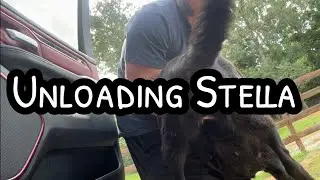 PREMIERE: Rescue Dog Unloading Procedure