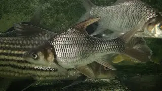 Shortbody Cyclocheilichthys enoplos @ Soldier Barb/Panjang Loket (Thailand)