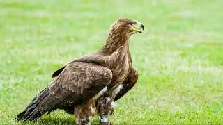 Aztec Eagles: Mexico's National Bird and Its Majesty Revealed! #animal2024 #wildlife