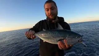 Light shore jigging - Little tunny