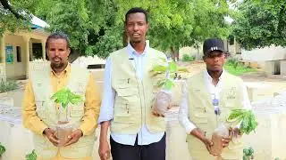planting trees by  somali feeding development organazation (SOFDO) to fight climate  change Somalia