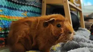 Marsut rakastavat herkkuja ja siistejä paikkoja. Onyks ja Jasper. #marsut #guineapigs #guineapigs