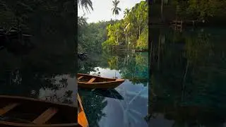 A hidden wonder where the emerald jungle embraces the glass waters of Danau Paisu Pok.
