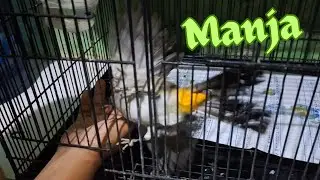 Si joni manja cari perhatian #burung #kutilang #birds