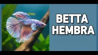 Betta Hembra