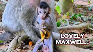 Maxwell&rsquo;s So Active &mdash; His Mama Can Barely Keep Up!, @monkeynaturekh